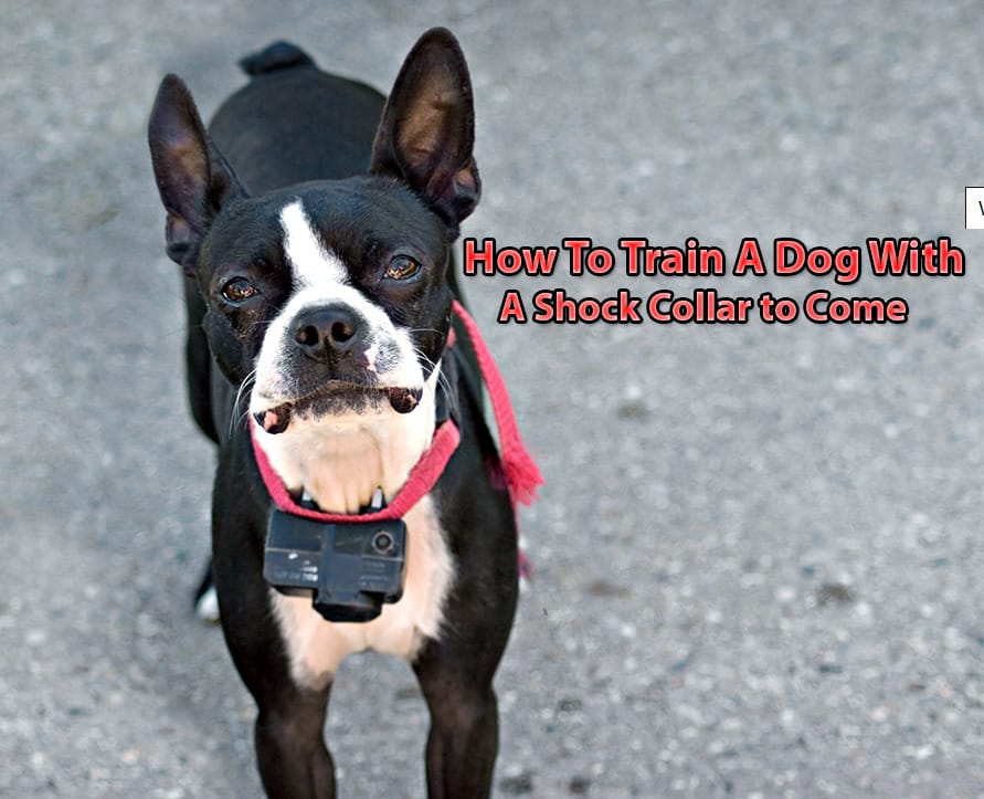 How to Train a Dog with a Shock Collar to Come?