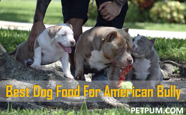 The 5 Best Dog Food For American Bully in 2021